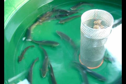 Brown trout being reared for fish nutrition research trials